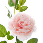 Цветок Rose - фото № 3