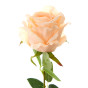 Цветок Rose - фото № 3