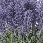 Цветок Lavender - фото № 3