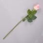 Цветок Rosa - фото № 2