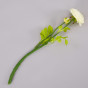 Цветок Ranunculus - фото № 2