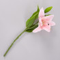 Цветок Lily - фото № 2