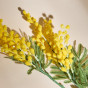 Ветвь Mimosa - фото № 2
