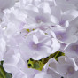 Цветок Hortensia - фото № 3