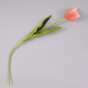 Цветок Tulip - фото № 2