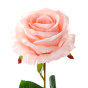 Цветок Rosa - фото № 3