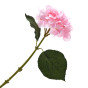 Цветок Ortensiano - фото № 2