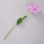Цветок Azalea - фото № 2