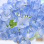 Цветок Messina, голубой - фото № 2