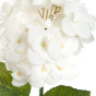 Цветок Hydrangea Eype - фото № 2