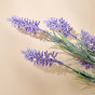 Ветвь Lavander - фото № 3