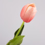 Цветок Tulip