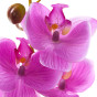 Ветвь Orquídea - фото № 3