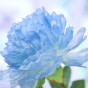 Цветок Genova, голубой - фото № 2