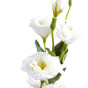Цветок Lisianthus - фото № 2