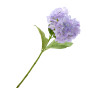 Цветок Hortensia lila - фото № 2