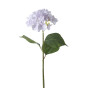 Цветок Hortensia - фото № 2