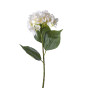 Цветок Hortensia - фото № 2