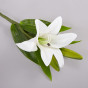 Цветок Lily