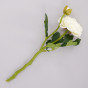 Цветок Ranunculus - фото № 2