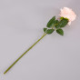 Цветок Rosa - фото № 2