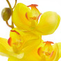 Ветвь Orquídea - фото № 3