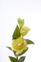 Цветок Eustoma - фото № 3