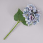 Цветок Ortensia - фото № 2