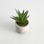 Суккулент Терни/Terni II - фото № 3