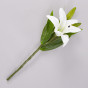 Цветок Lily - фото № 2