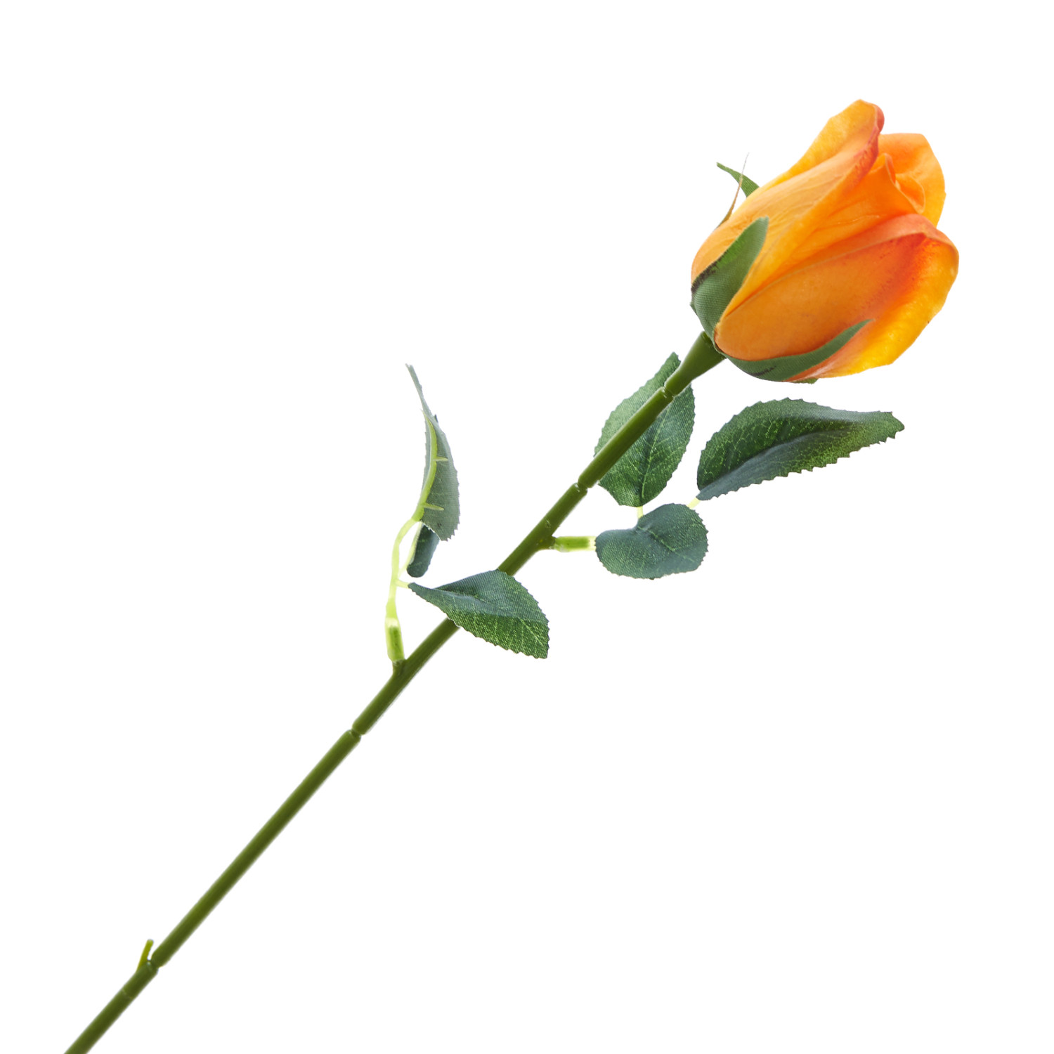 Цветок Foscolo - фото № 2