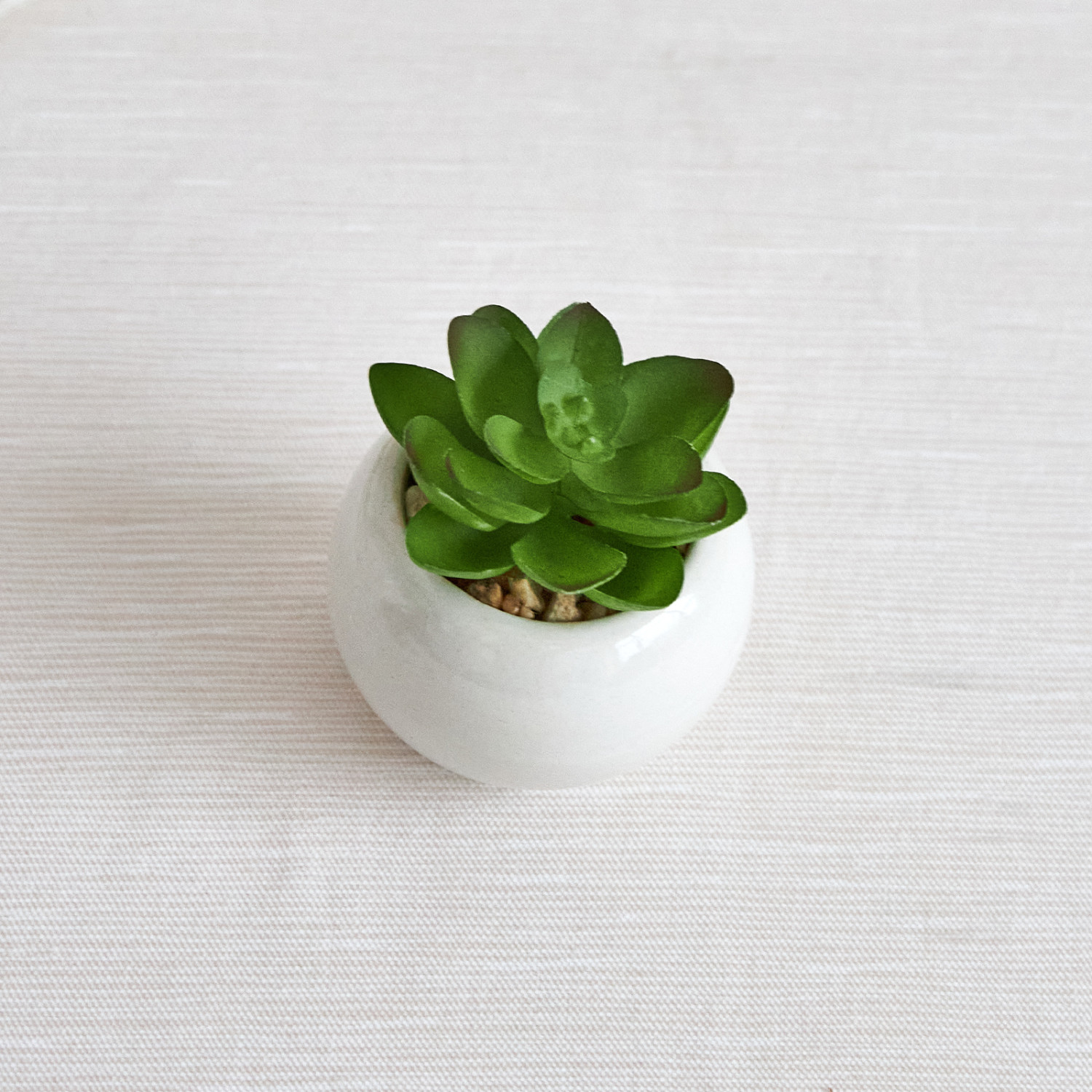 Суккулент Gasperina - фото № 2