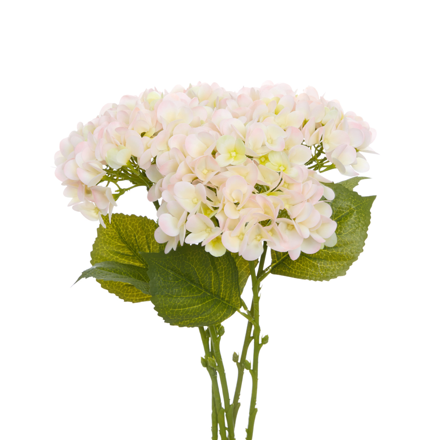 Цветок Gubbio - фото № 2