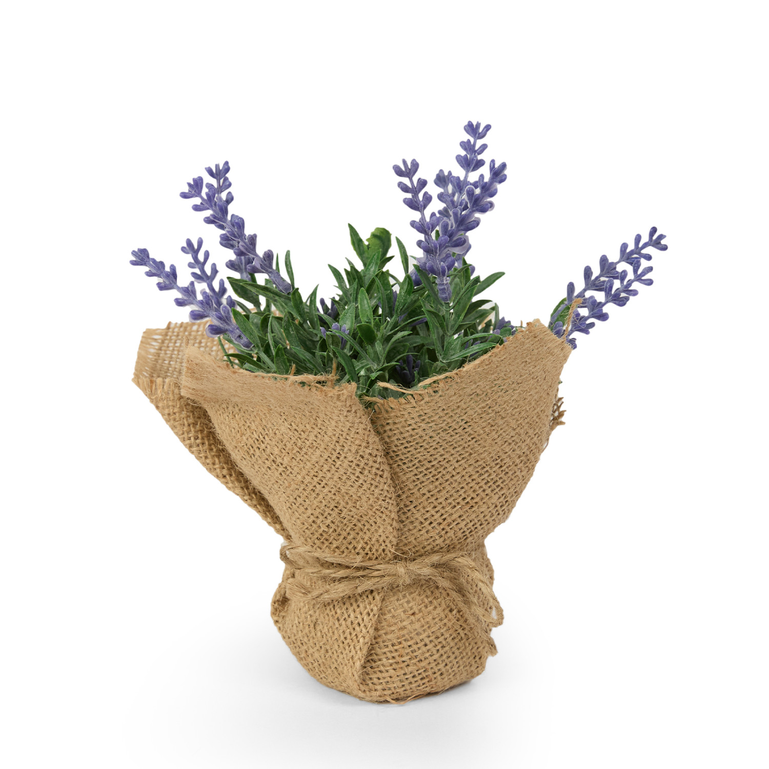 Цветок Uria II - фото № 3