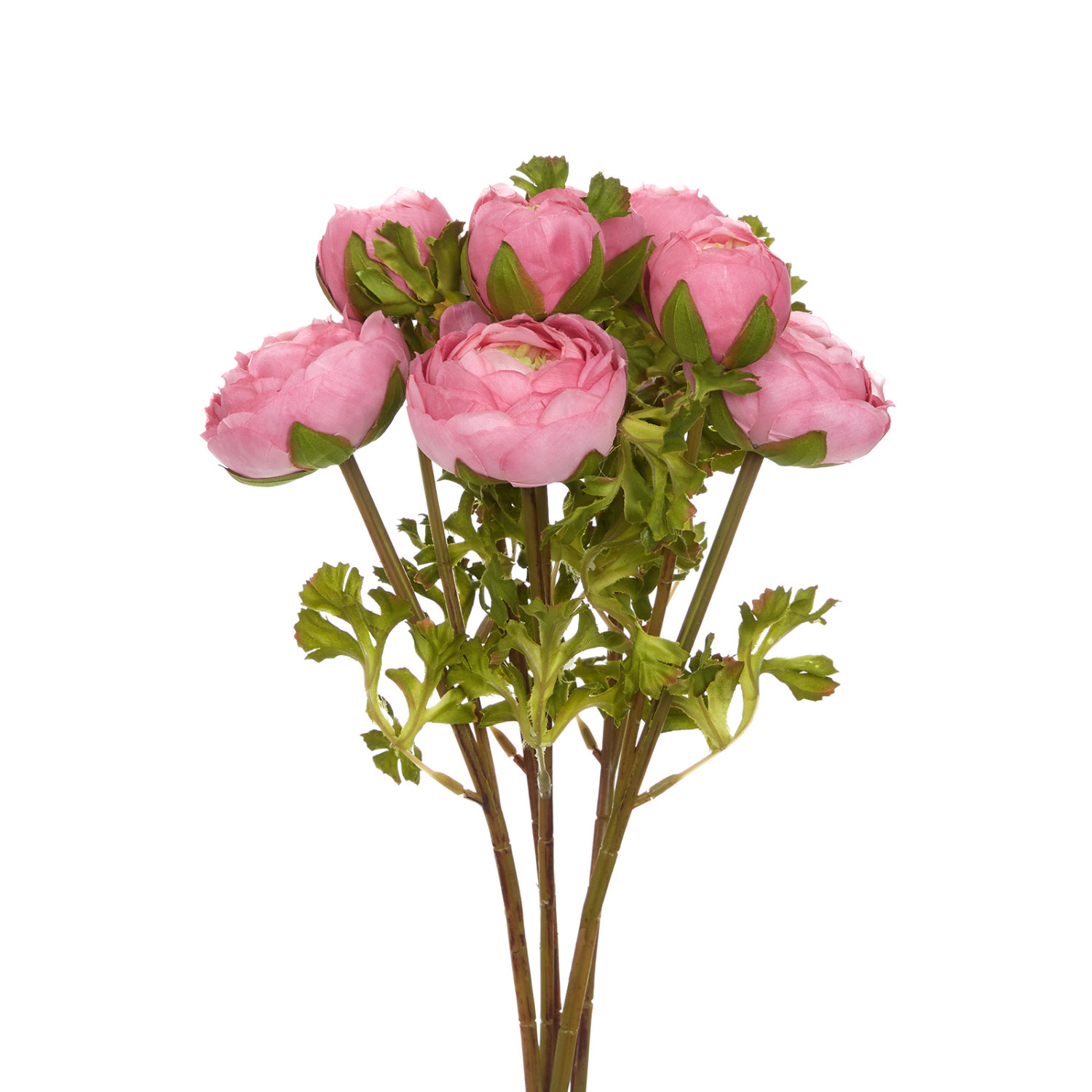 Цветок Cingoli - фото № 2