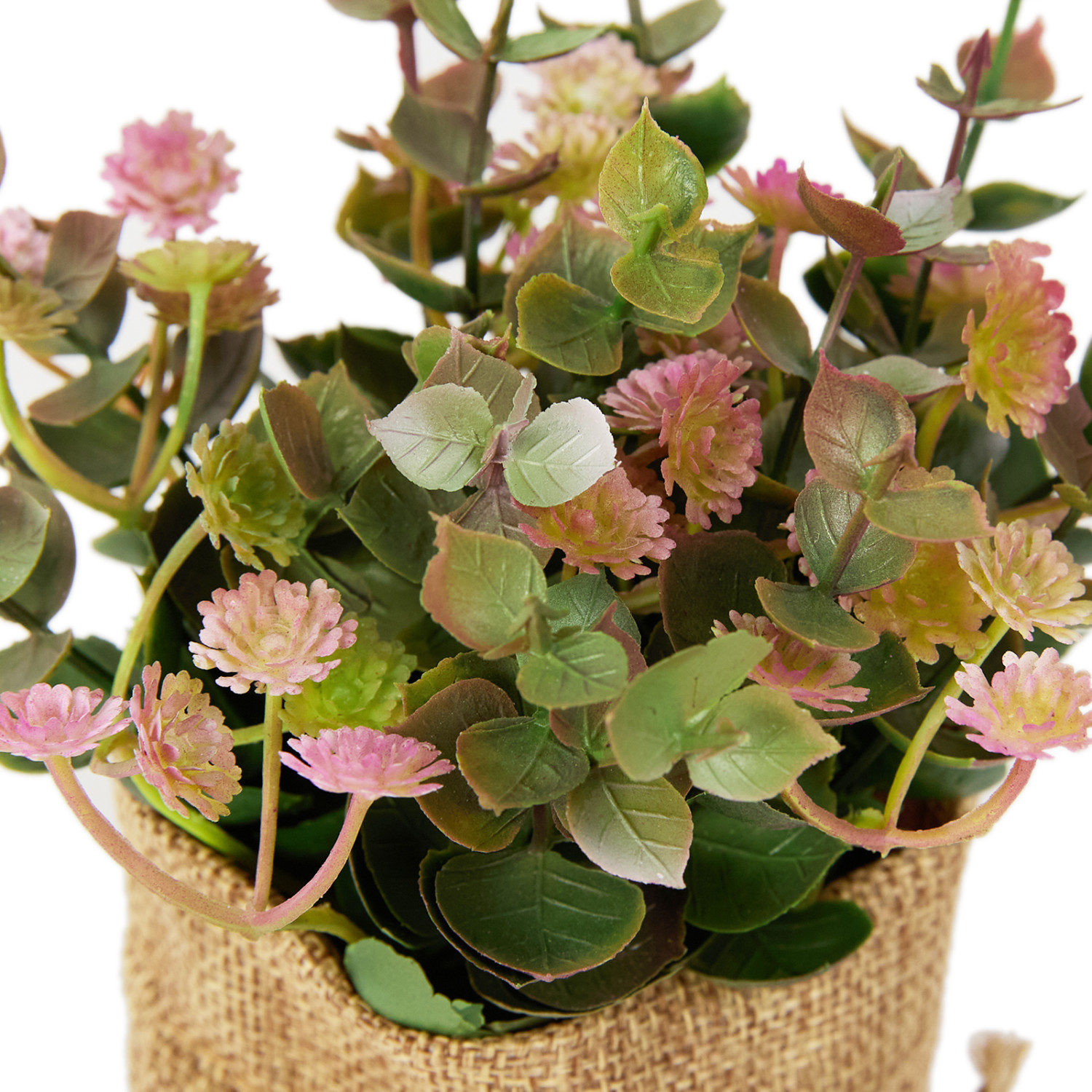 Цветок Ferrito - фото № 3