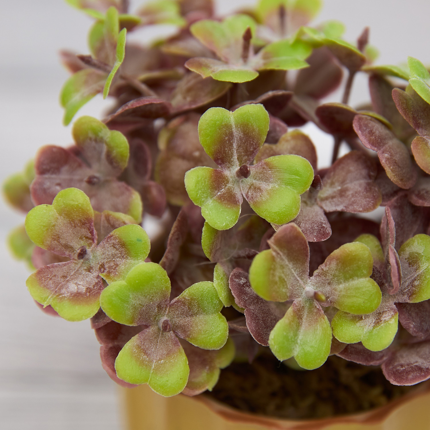 Цветок Candino - фото № 2