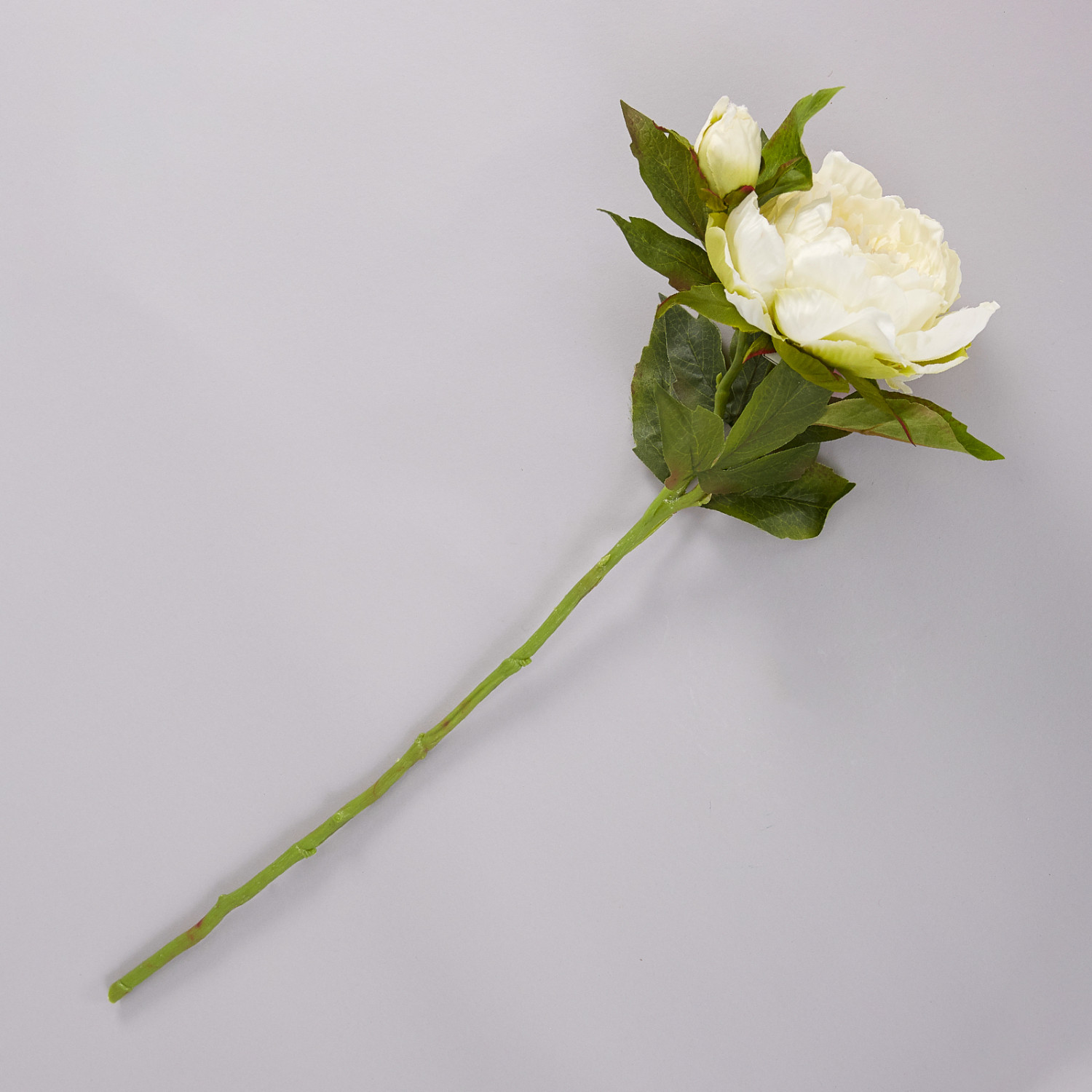 Цветок Jesi - фото № 2