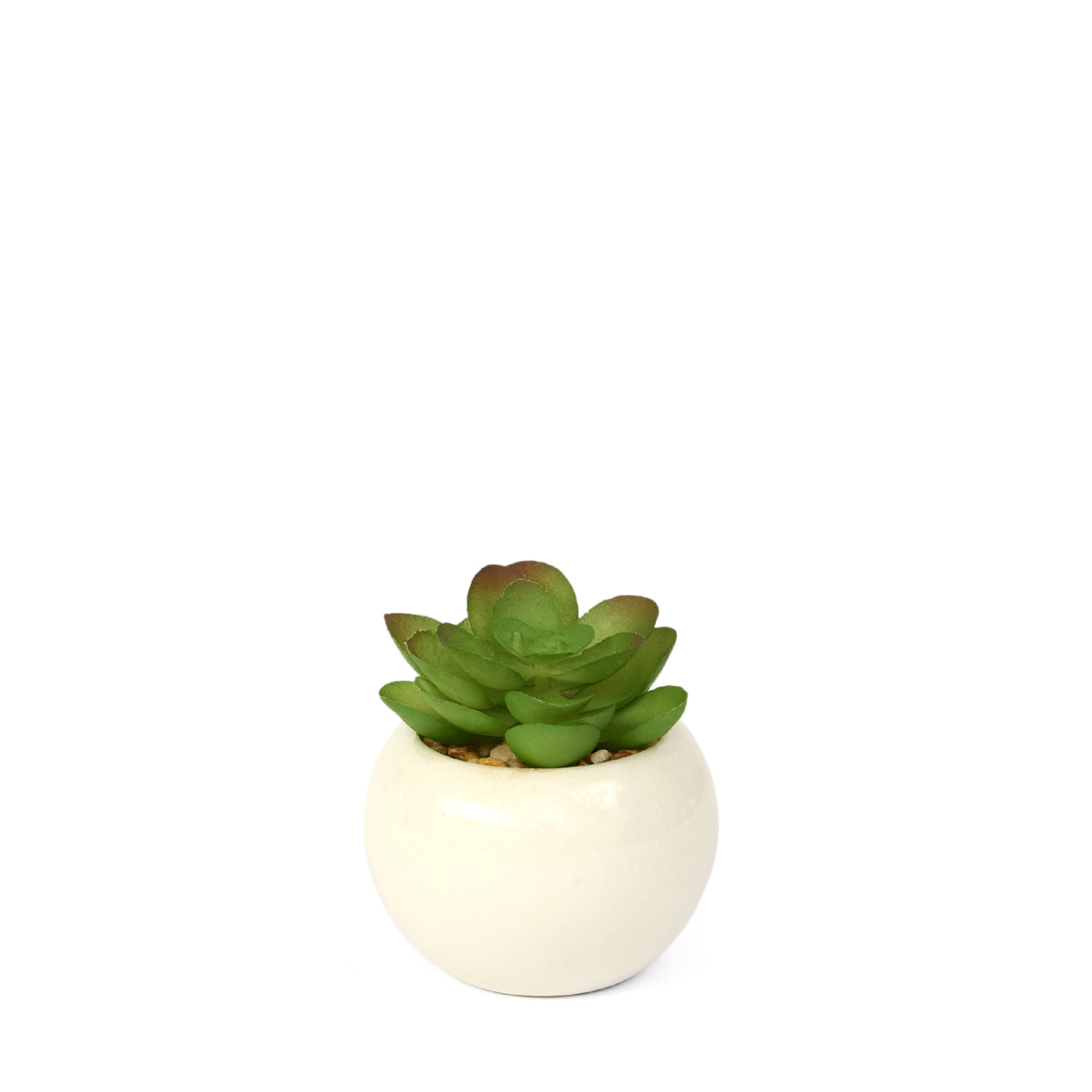 Суккулент Gasperina - фото № 3