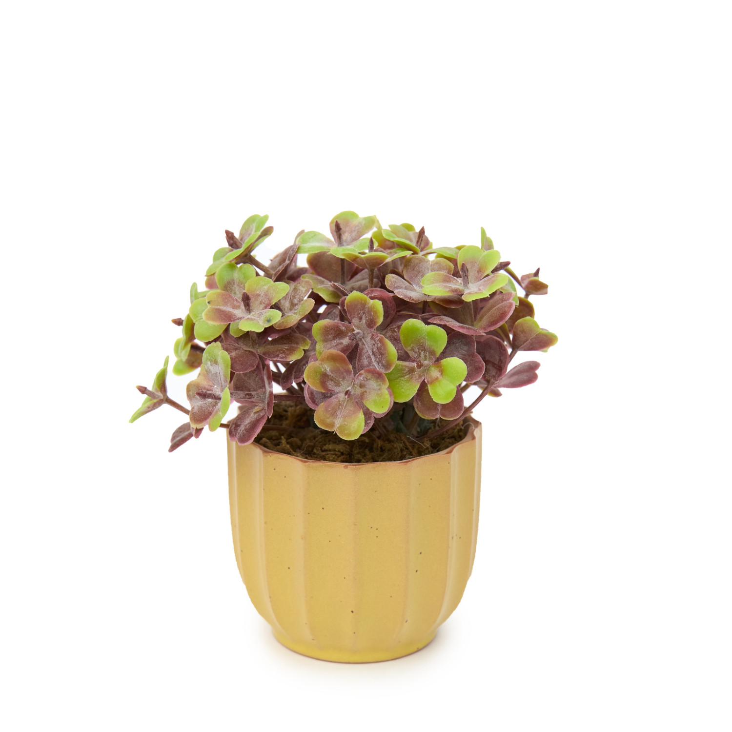 Цветок Candino - фото № 3