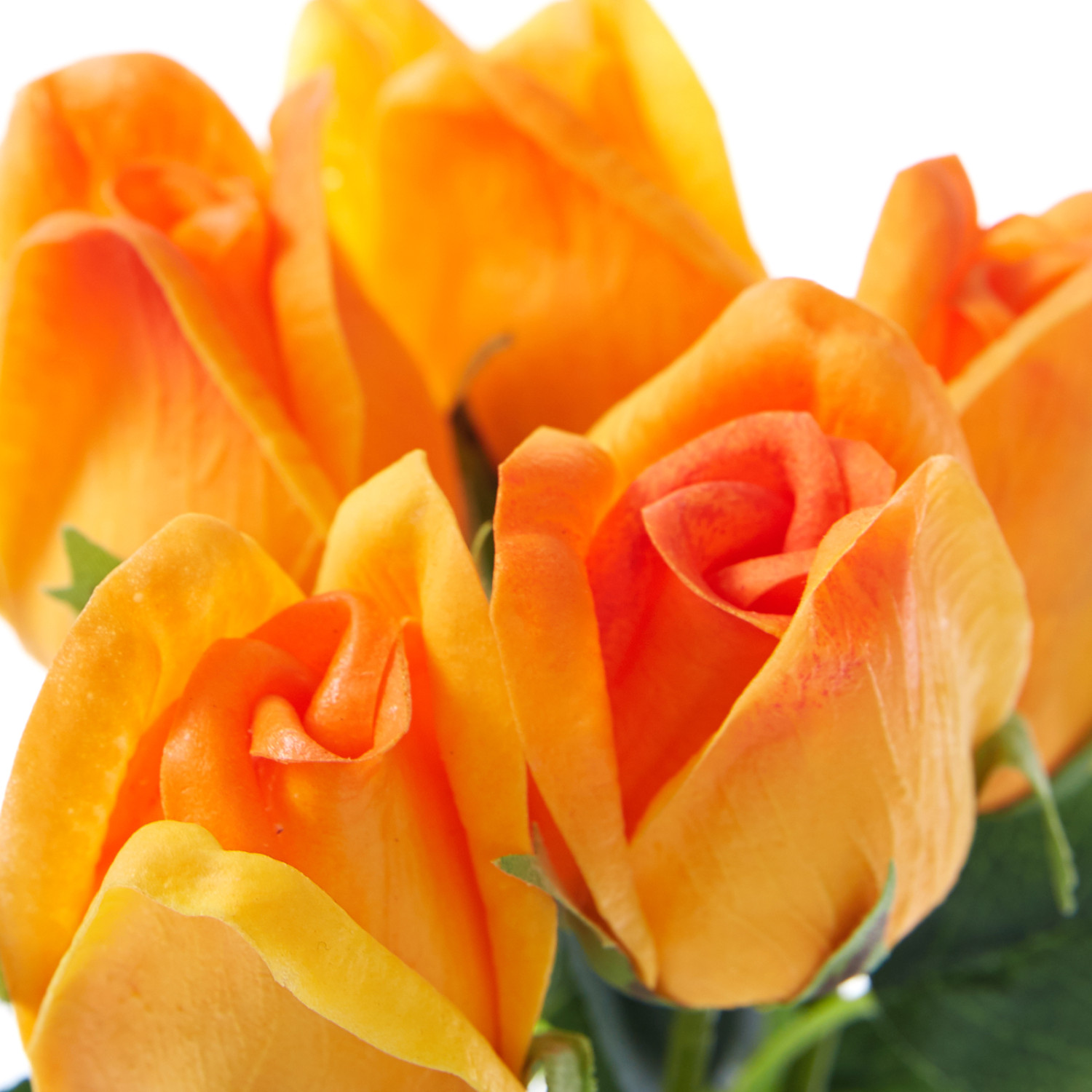 Цветок Foscolo - фото № 3