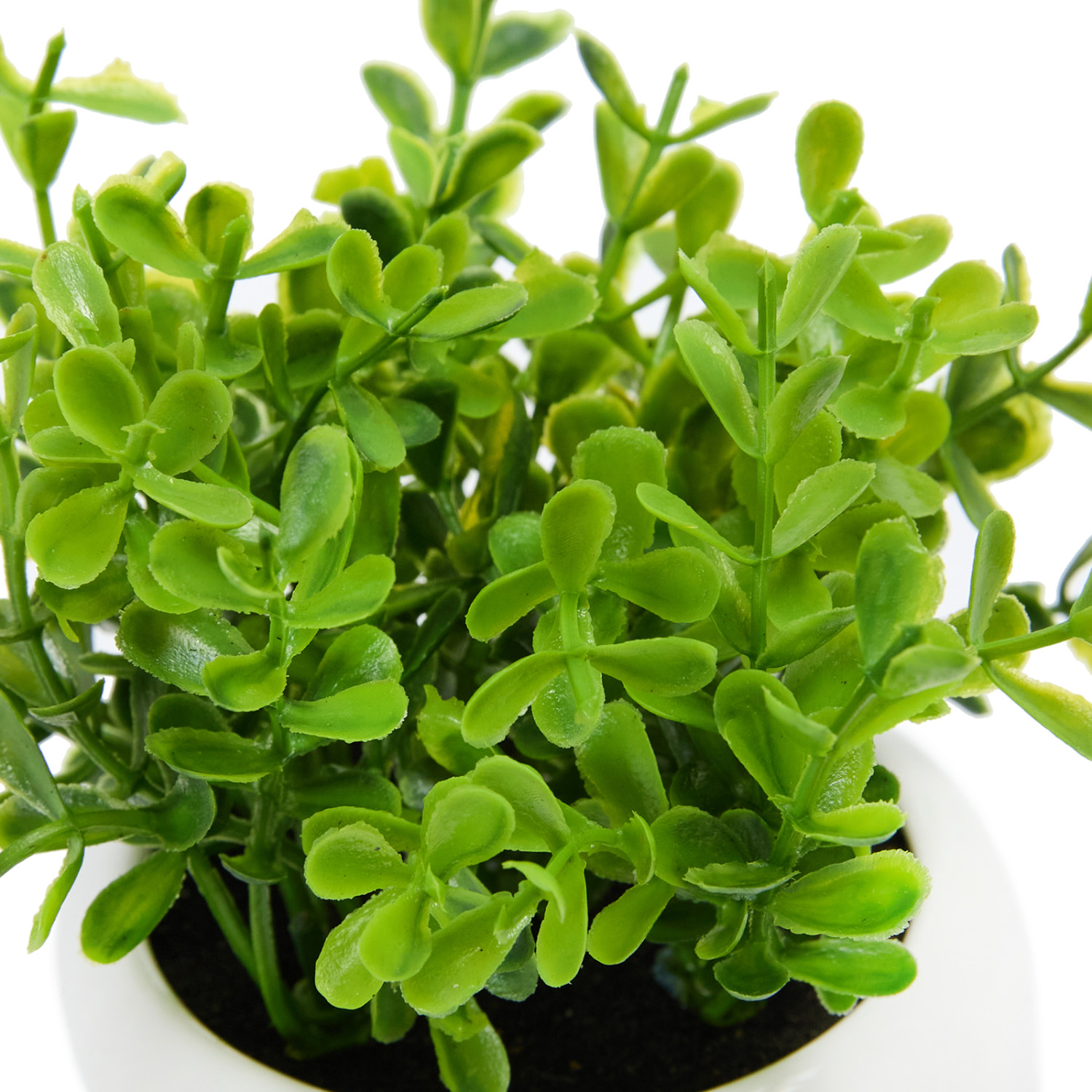 Суккулент Cornalea - фото № 4