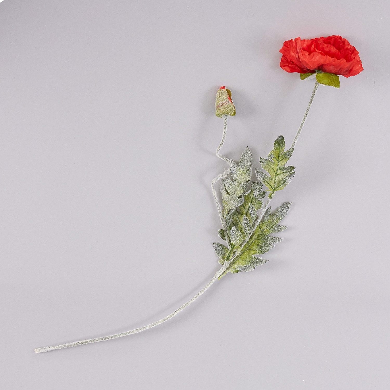 Цветок Maquis - фото № 2