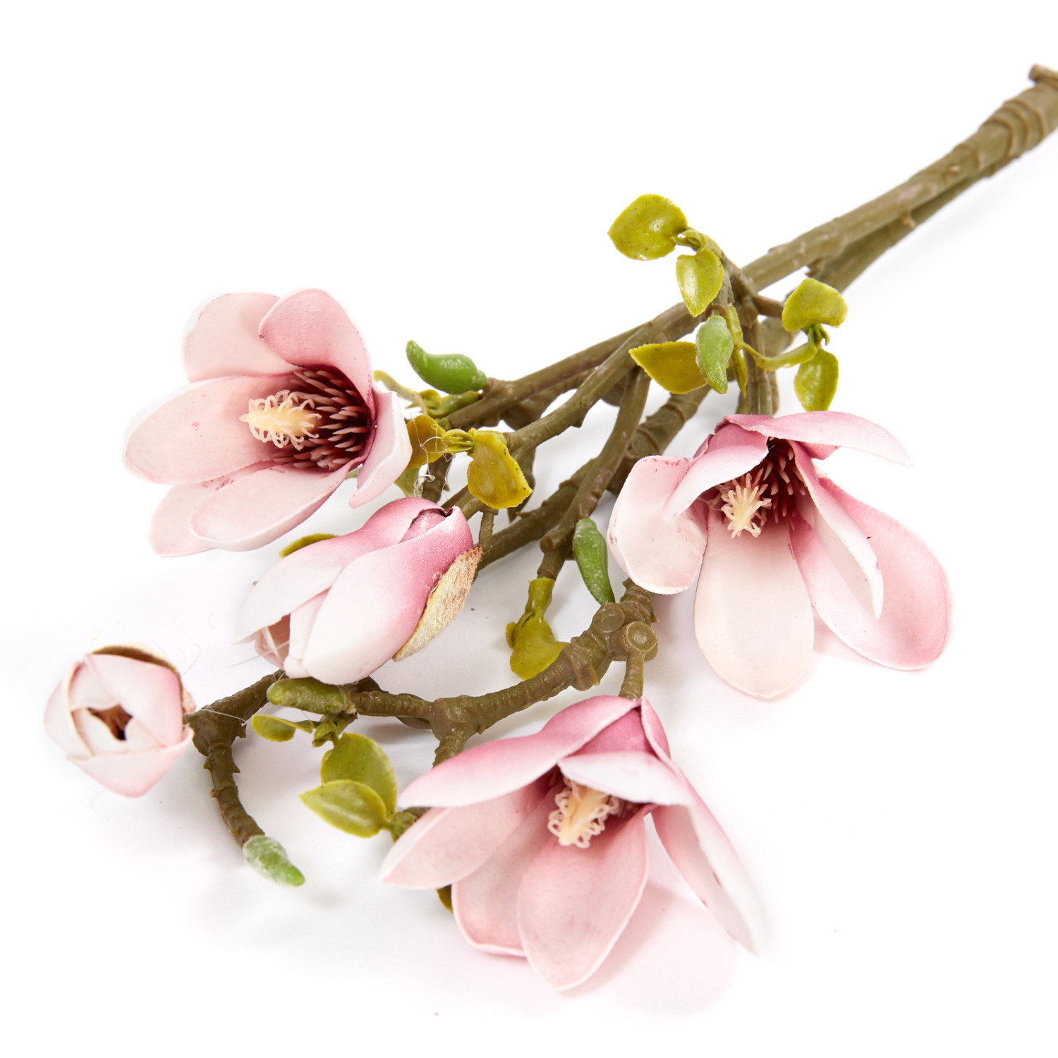 Цветок Magnolia