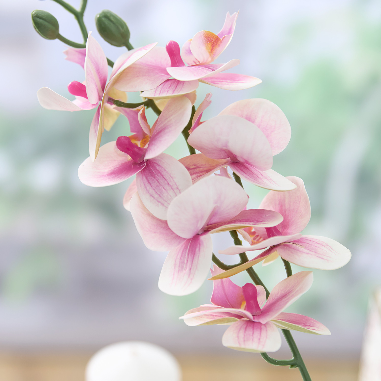 Цветок Mattinata