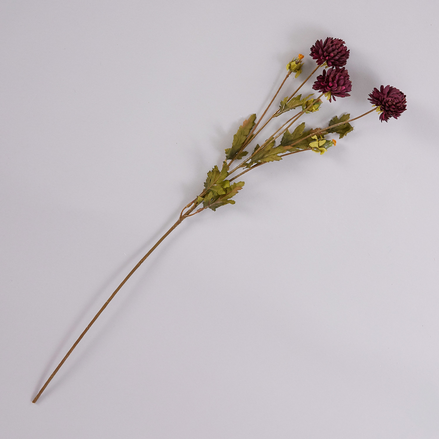 Цветок Astra - фото № 2