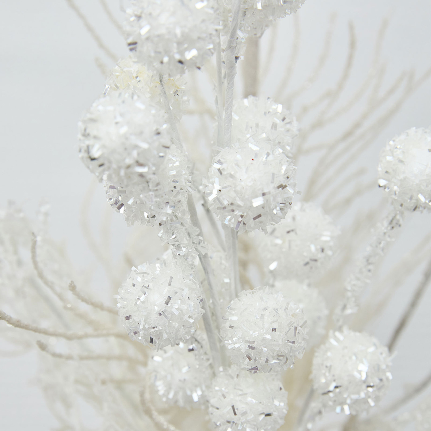 Ветвь Cardinale - фото № 5