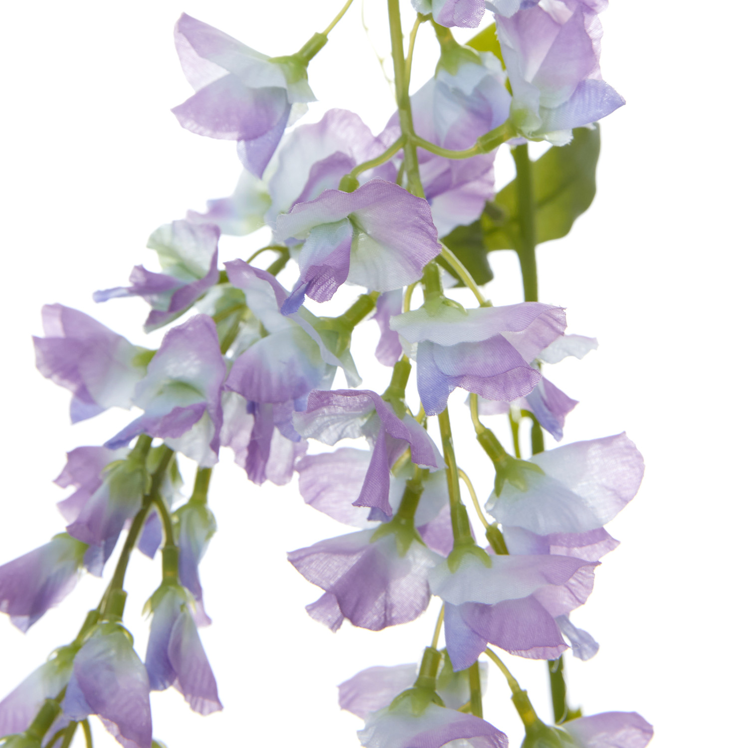 Цветок Ostra II - фото № 3