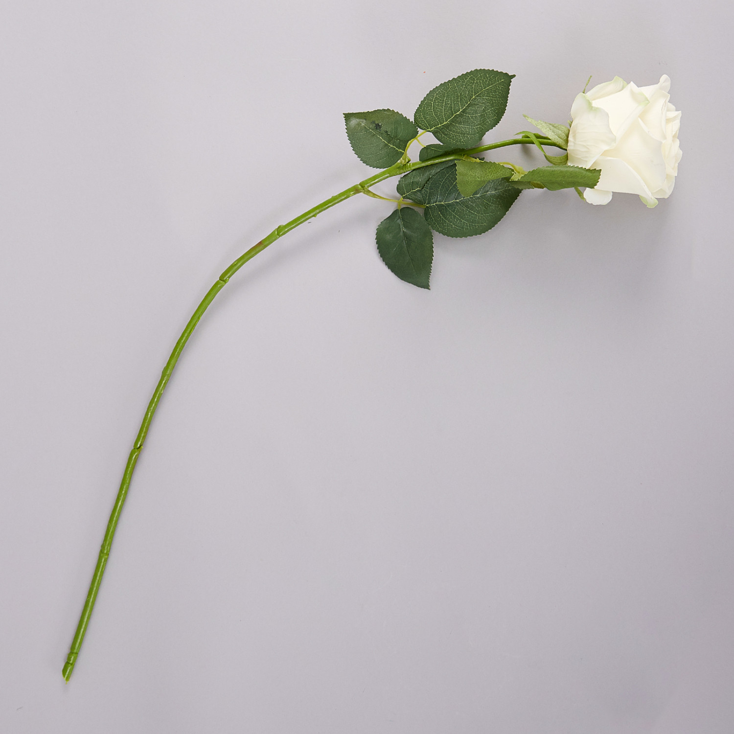 Цветок Rosa - фото № 2