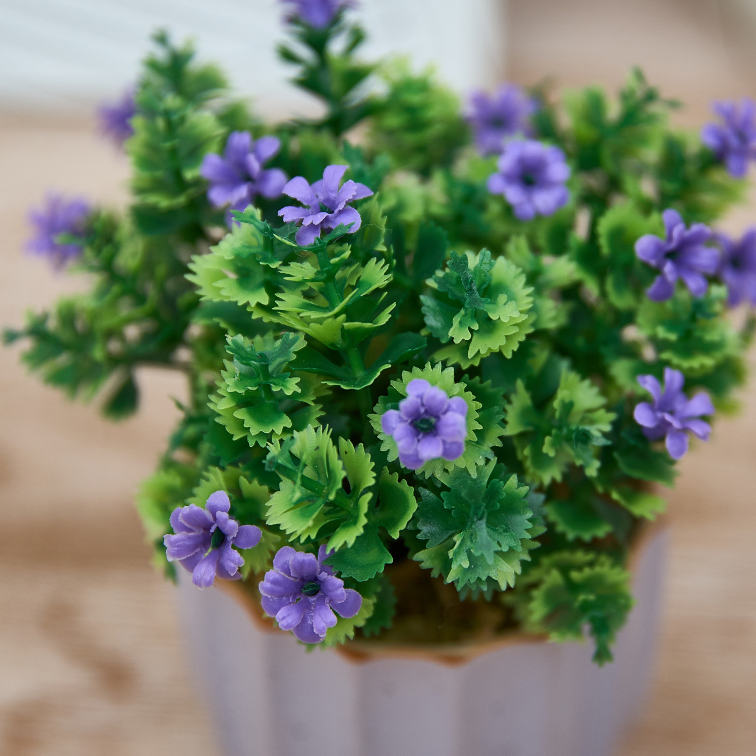 Цветок Corinaldo - фото № 2